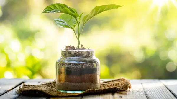 Planta joven creciendo en botes de cristal con capas de tierra y sustrato, bajo luz solar.